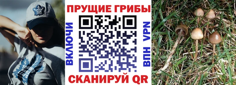 Купить  Правдинск  Галлюциногенные грибы Magic Shrooms 